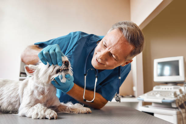 Best Emergency Gum Treatment in Pinewood Estates, TX